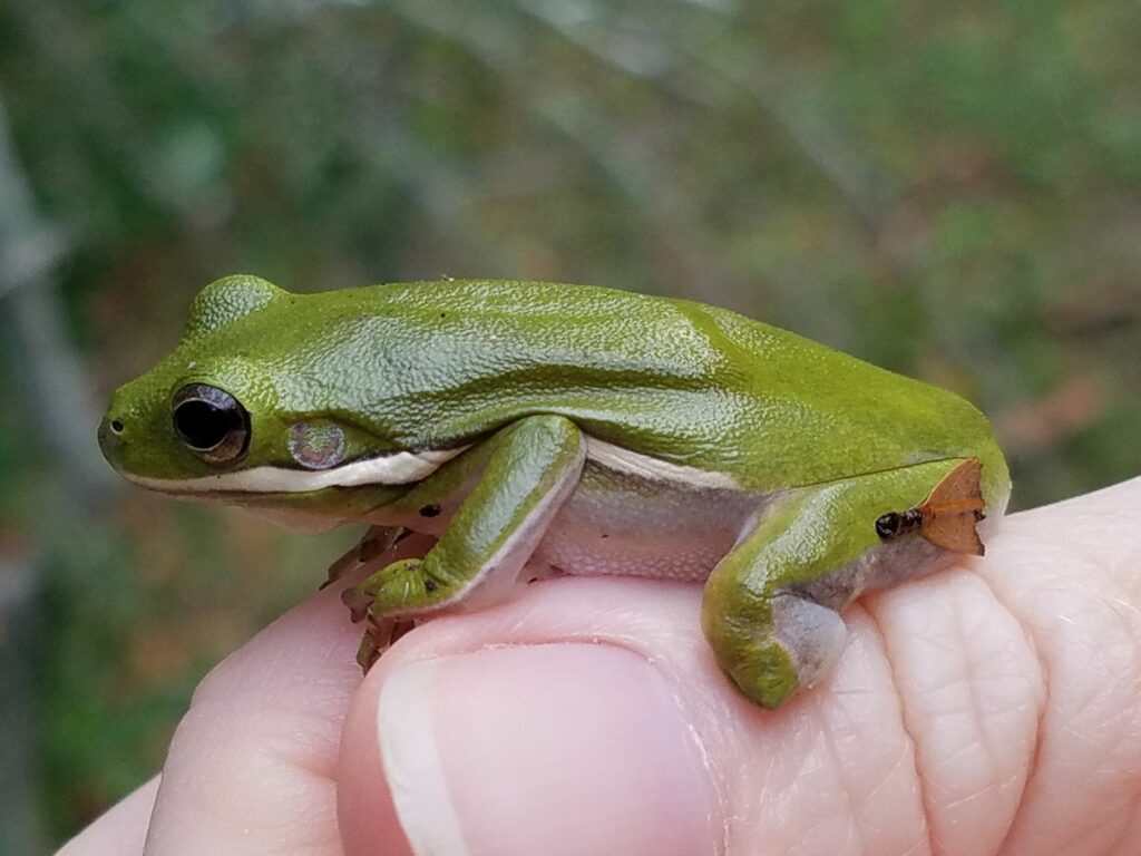 a frog being held that seems to be missing just the foot on its back leg