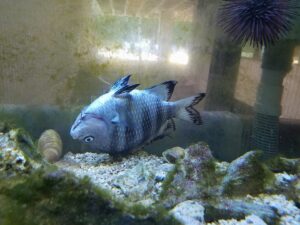 a large fish in an aquarium is upside down