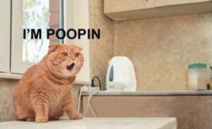 meme of orange cat yelling I'm pooping