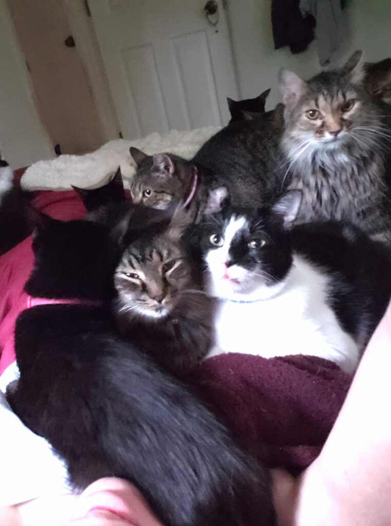 at least seven cats are spread out over the top of a bed