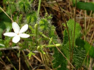 a tuft of green plant covered in very thin nettles and a white flower