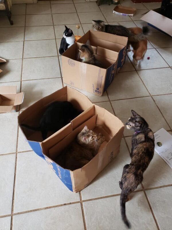 cats are milling about and insied cardboard boex