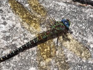 close up of a blue dragonfly at res on cement