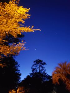 a deeply blue evening sky with a single star and trees in the foreground illuminated in gold by street lights
