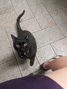 a black cat looks directly up from the floor
