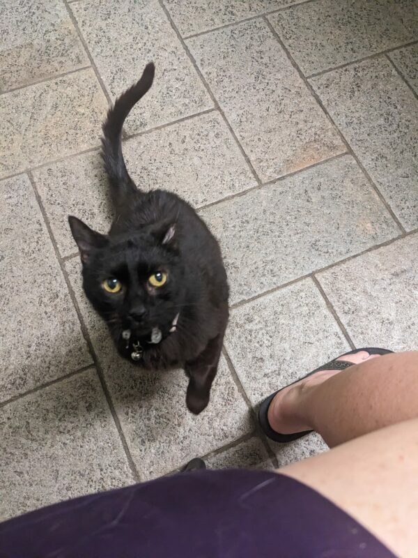 a black cat looks directly up from the floor