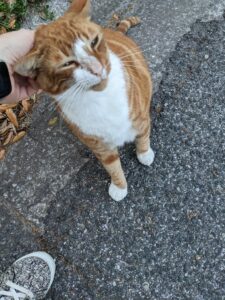 an orange cat is very happy to be pet