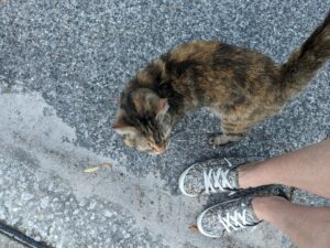 a tortie cat is dancing around a person's shoes
