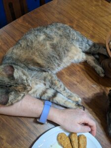 a tortie cat is laying on a table and leaning happily on a person's arm next to their dinner plate