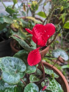 close up of three drooped red flowers among dark blue green leaves