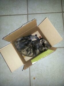 a small tortie cat is in a cardboard box