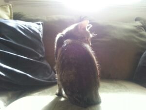 a small cat is sitting in bright sunlight