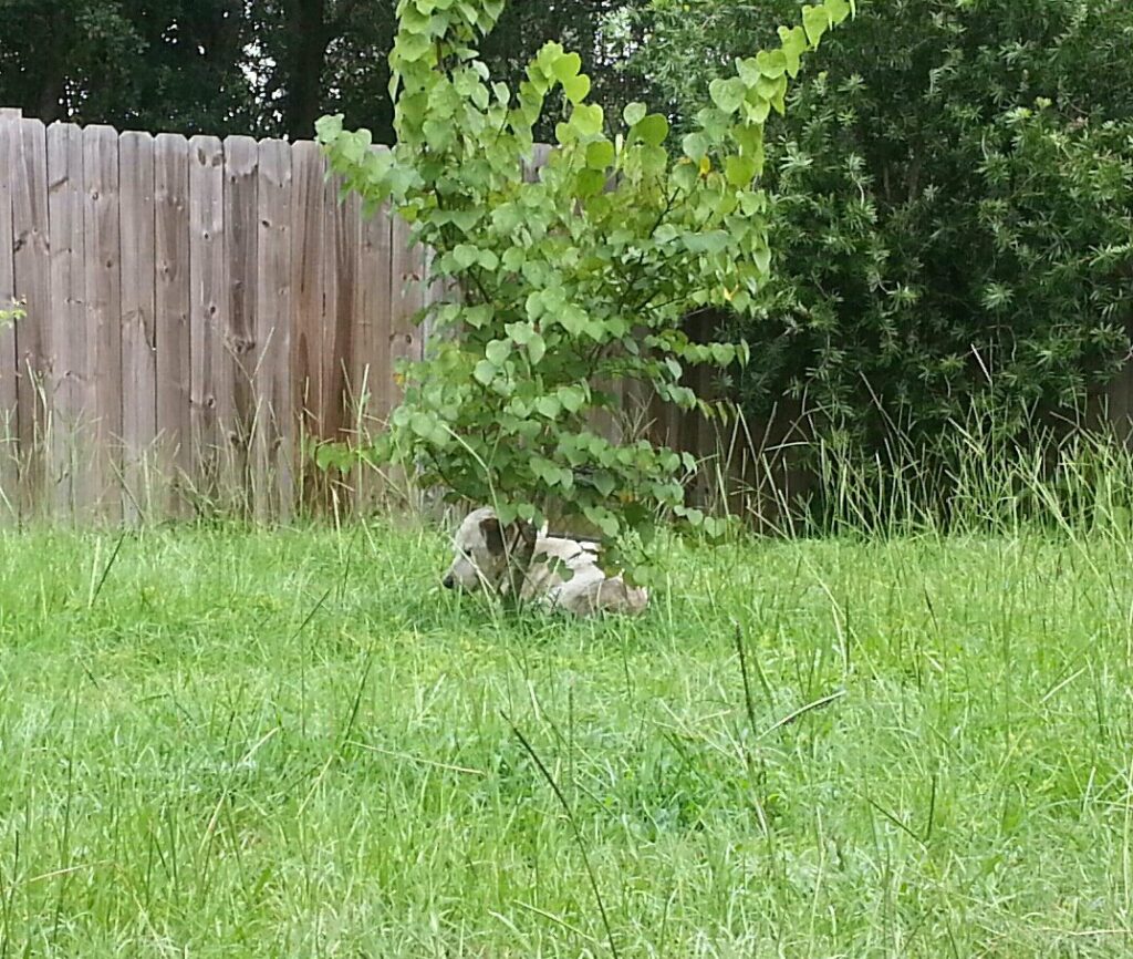 a white dog is sitting in deep grass