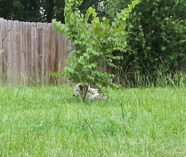a white dog is sitting in deep grass