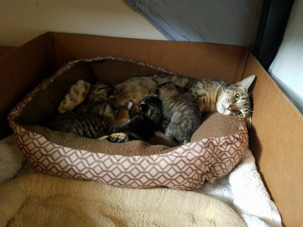 a mom cat is in a soft bed with babies nursing