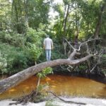 a person stands on a tree fallen across a shallow tannin filled creek