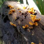 a log with small yellow mushrooms