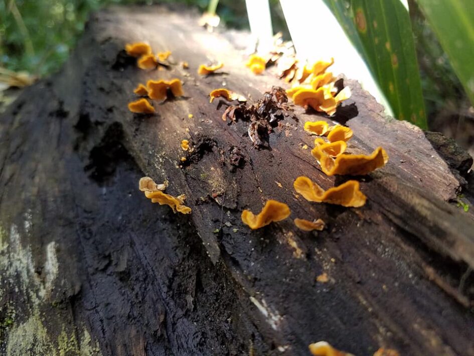 a log with small yellow mushrooms