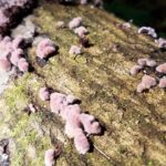 a log with small fuzzy pink mushrooms