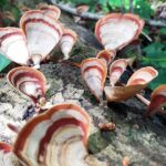 a log with large feather shaped scalloped mushrooms