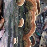 a log with big fan shaped mushrooms