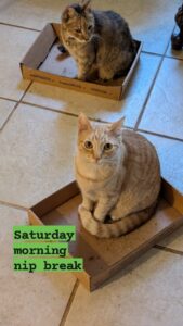 two cats are carefully sitting in two different shallow cardboard trays looking like they are waiting