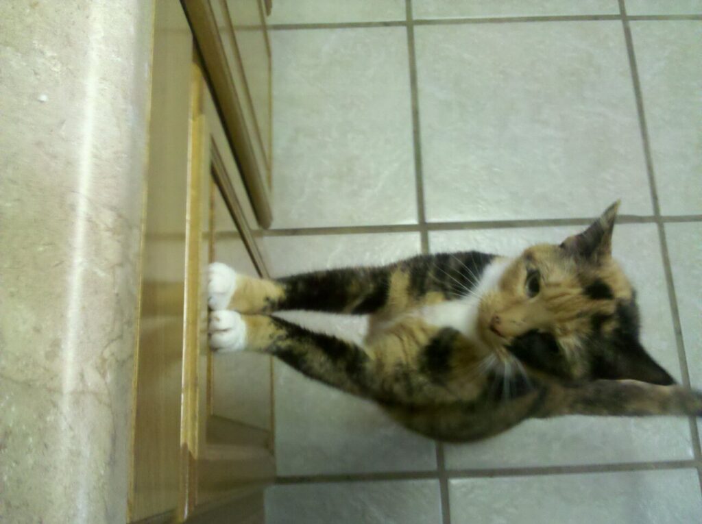 a calico cat is standing up against a kitchen cabinet curiously