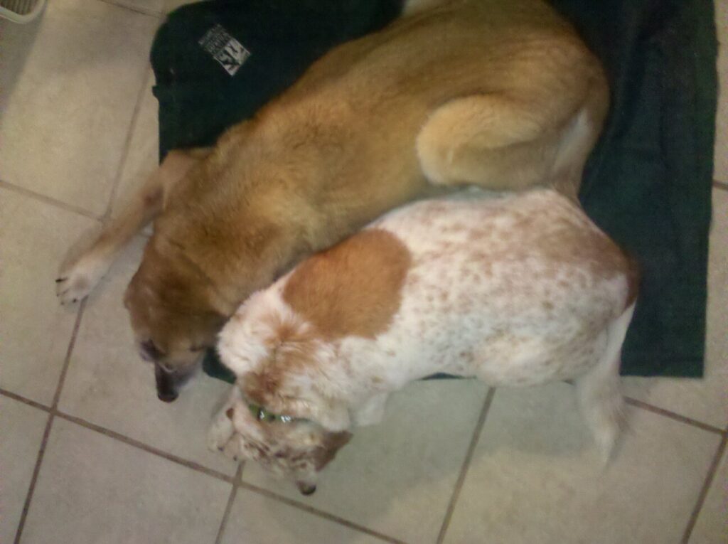 two large dogs are sleeping on a blanket seem from above showing they are curved together