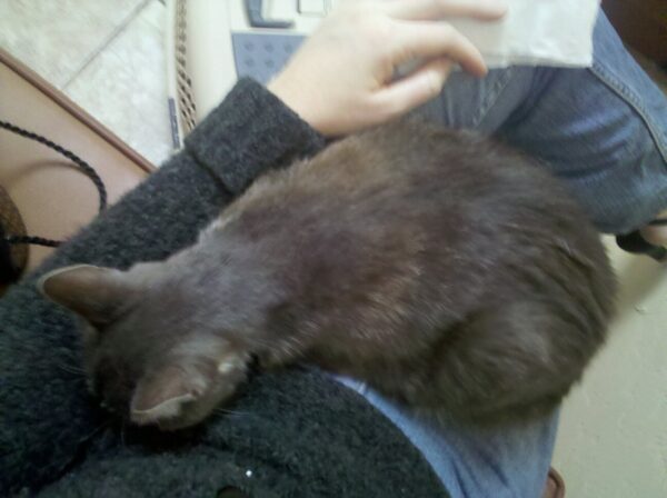 a grey cat is curled up in a lap looking sad