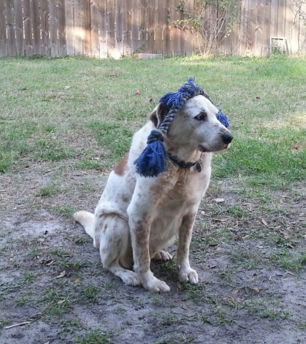 a dog is sitting patiently in a yard with a dog toy balanced on its head