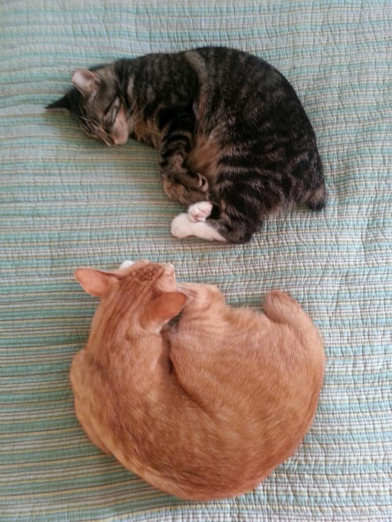 two cats with stumpy tails are curled asleep next to each other