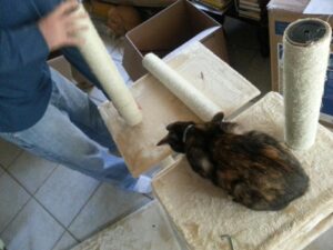 a cat is sitting on a partially assembled cat tree