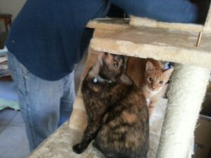 two cats are sitting on a cat tree while a person assembles it