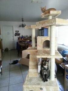 two cats are on a cat tree in a livingroom