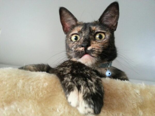 a dark cat is sitting on a shelf above and looking down with very alert ears