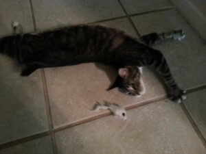 a cat is stretched out all the way in a curve with a toy behind them