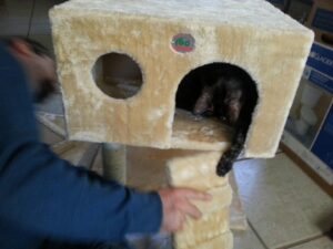 a cat is sitting in the doorway of a cat house