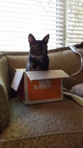 a cat is sitting in a small orange box