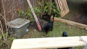 two cats are investigating a shovel in a yard with fresh lumber nearby