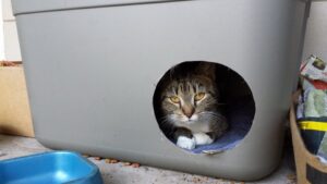a cat is sitting just inside the round doorway of a gray cat house