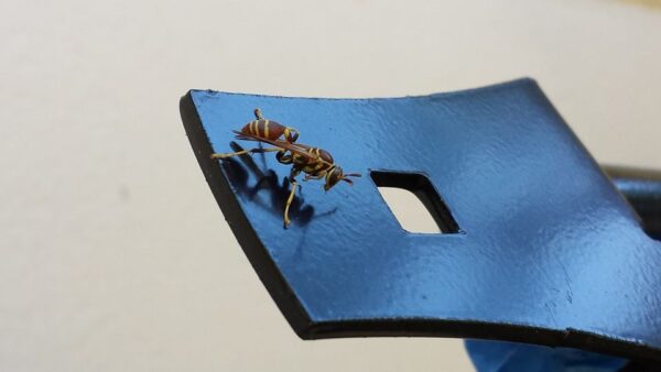 a wasp is sitting on a slightly reflective black metal object