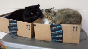 two cats are sitting in two shipping boxes together