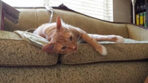 a cat is sprawled on a couch
