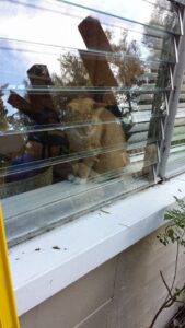 a cat is sitting inside a window looking out