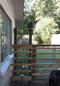 a cat is sitting on top of a wooden fence in a yard near a house
