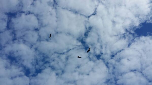 three birds circling overhead in a slightly cloudy sky