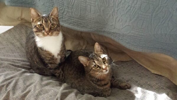 two brown tabby cats are casually sitting on blankets
