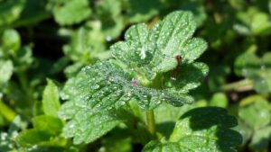 close up of a fuzzy leaf with water droplets and a ladybug on it