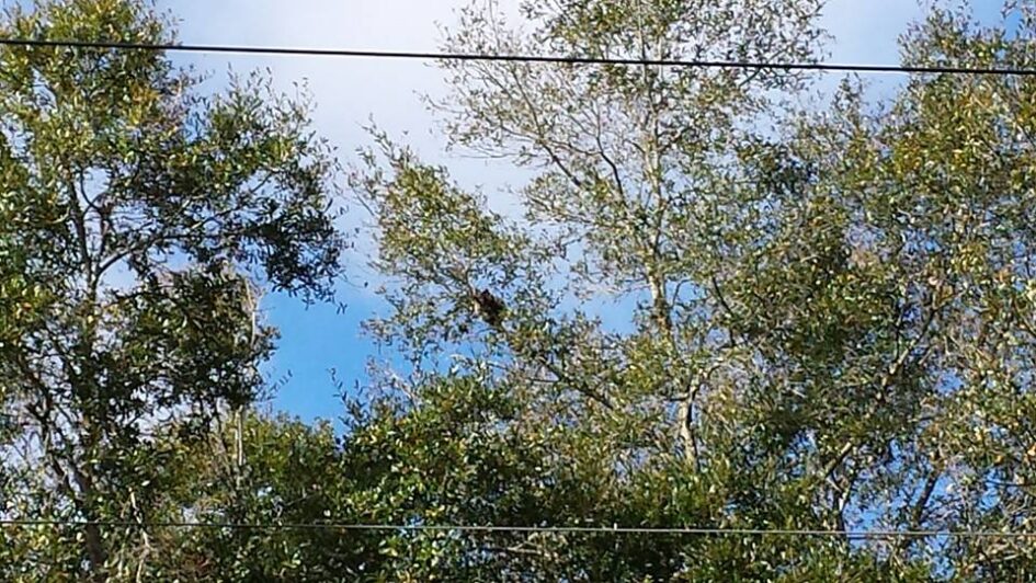 a line of trees against the sky with a blob that could be an animal perched high up