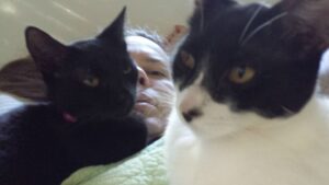 blurry selfie with two cats heads in the way